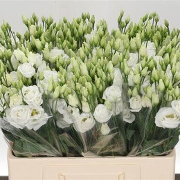Eustoma Du Rosita White (Эустома Ду Росита Вайт) В65