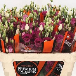 Eustoma G Rosi Red (Эустома Росита Ред) В75