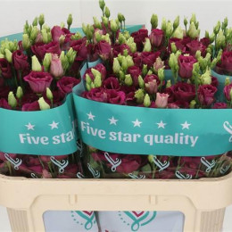Eustoma G Arosa Red (Эустома Ароса Ред) В75