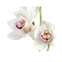 Cymbidium Mi Ov White (Цимбидиум Ми Ов Вайт) В60