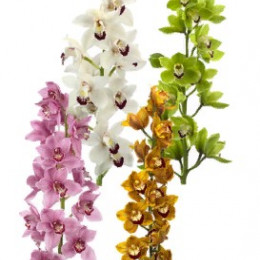 Cymbidium mix (Орхидея микс) В100