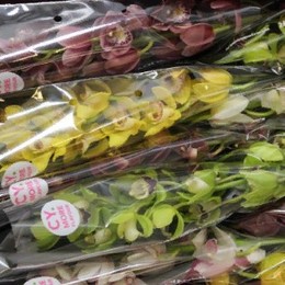 Cymbidium Mini Mixed (Орхидея Мини миксед ) В60
