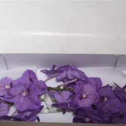 Orchideeen Vanda Orange Magic (Орхидея Ванда Оранж Мэджик) В025