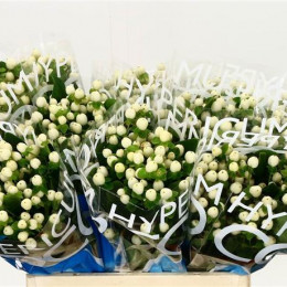 Hypericum Spray Cool Romance White (Гиперикум Спрей Кул Романс Вайт) В60