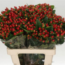Hypericum Magical Triumph (Гиперикум Мэджикал Триумф) В60