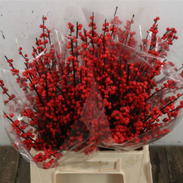 Ilex (Илекс) В70