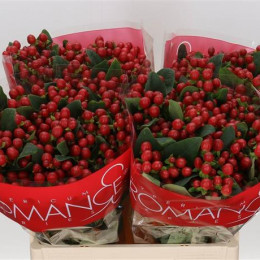 Hypericum True Romance (Гиперикум Тру Романс) В70