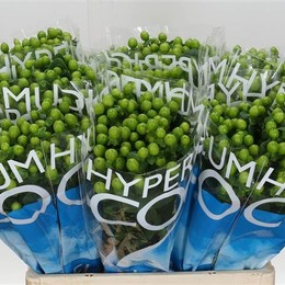 Hypericum Coco Bamboo (Гиперикум Коко Бамбу) В70