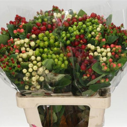 Hypericum Assorted (Гиперикум Ассорти)