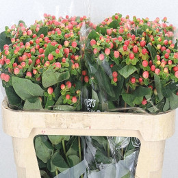 Hypericum Magical Pink Giant (Гиперикум Мэджикал Пинк Джаинт) В70