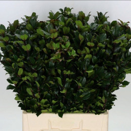 Ilex blue prince (Илекс блу принц) В40