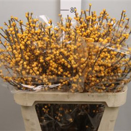 Ilex Gold (Илекс Голд)