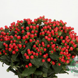 Hypericum Mag Red Fall (Гиперикум Маг Ред Фолл) В70