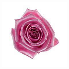 Rosa Aqua Satin (Роза Аква Сатин) В80