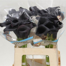 Zantedeschia Black (Калла Блэк) В80