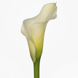Zantedeschia ae cotopaxi ( Калла котопакси) В70