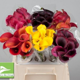 Zantedeschia Mixed in bucket (Калла Микс ин Букет) В45