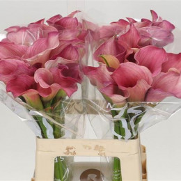 Zantedeschia Capt Romance (Калла Капитан Романс) В80