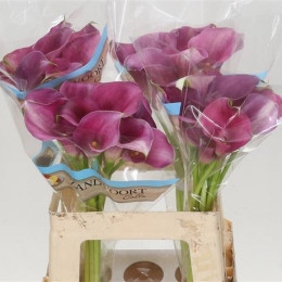 Zantedeschia Purple (Калла Перпл) В70