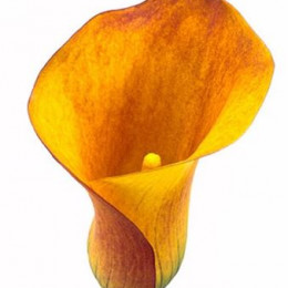 Zantedeschia Orange (Калла Оранж) В60