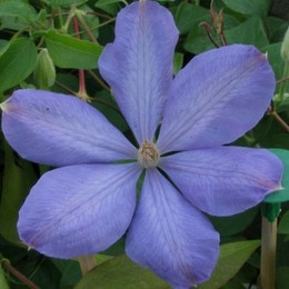 Клематис Mrs Cholmondeley (Миссис Чёлмондели)