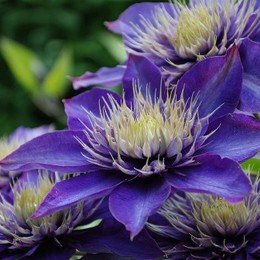 Клематис Multi Blue (Мульти Блю)