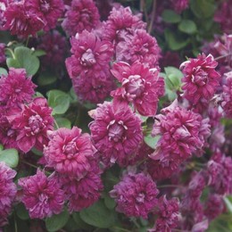 Клематис Purpurea Plena Elegans (Пурпуреа Плена Элеганс)