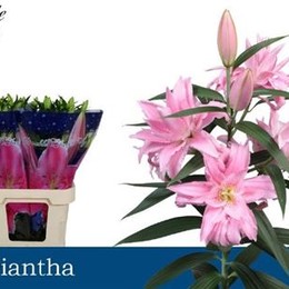Li Or Du Diantha  (Лилия ор Дианта ) В110