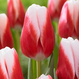 Тюльпан Бело-розовый (Tulip White-pink) пр-во Россия, Экстра