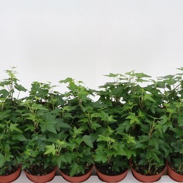 Айви Он Дини ( Ivy He Diny ) W 9/9,5 см H см