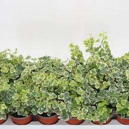 Плющ Он Белый Чудо ( Ivy He White Wonder ) W 9/9,5 см H см