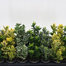 Евонимус Япончик Смешанный ( Euonymus Jap Mixed ) W 8/8,5 см H 15 см
