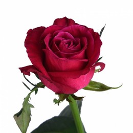 Rosa Tr Admiral (Роза Тр Адмирал) В50