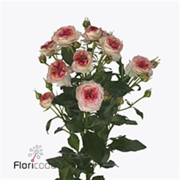 Rosa Tr Sweet Stars (Роза Тр Свит Старс) В35