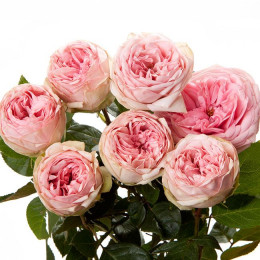 Rosa tr royal piano (Роза тр. Роял Пиано) В50
