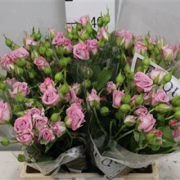 Rosa tr ocean mikado (Роза тр.Оушен Микадо)В60