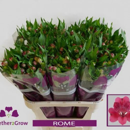 Alstroemeria Rome (Альстромерия Рим) В70