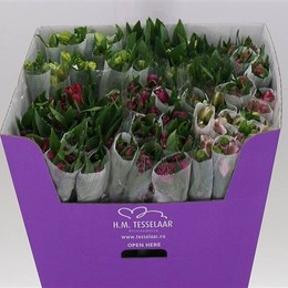 Alstromeria MIX (Альстромерия Микс) В60 Galaxy