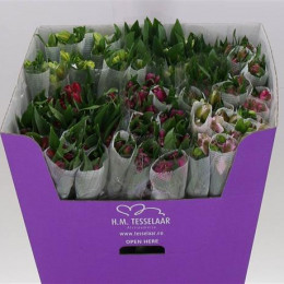 Alstromeria MIX (Альстромерия Микс) В50 Galaxy