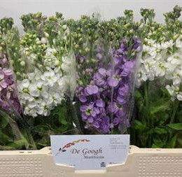 Matthiola Gemengd (Маттиола Геменд) В50