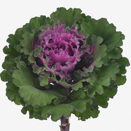 Brassica first lady (Брассика ферст леди) В60