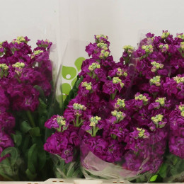 Matthiola Iron Rose (Маттиола Айрон Роуз) В70