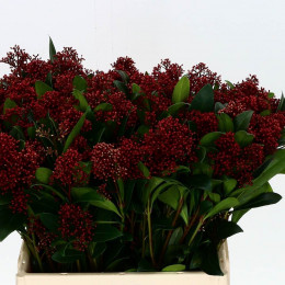 Skimmia J Rubella (Скиммия Джей Рубелла) В40