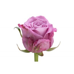 Rosa Gr Maritim (Роза Гр Маритим) (Цветы Удмуртии) В80