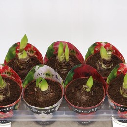 Амариллис Смешанный 4 Srt 2 Сталь ( Amaryllis Mixed 4 Srt 2 Steel ) W 14 см H 25 см