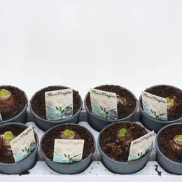 Амариллис Белый 2 Сталь ( Amaryllis White 2 Steel ) W 13 см H 20 см