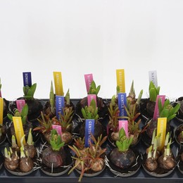 Луковичные Цветы Смешанные ( Bulb Flowers Mixed ) W 8 см H 15 см