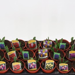 Луковичные Цветы Смешанные ( Bulb Flowers Mixed ) W 9 см H 14 см