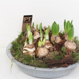 Луковичные Цветы, Смешанные с Цинком ( Bulb Flowers Mixed Zinc ) W 28 см H 15 см