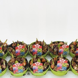Парад Луковичных Цветов P480 ( Bulb Flowers P480 Parade ) W 12 см H 12 см